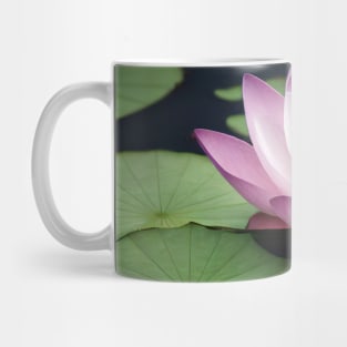 Beautiful lotus flower on river Mug